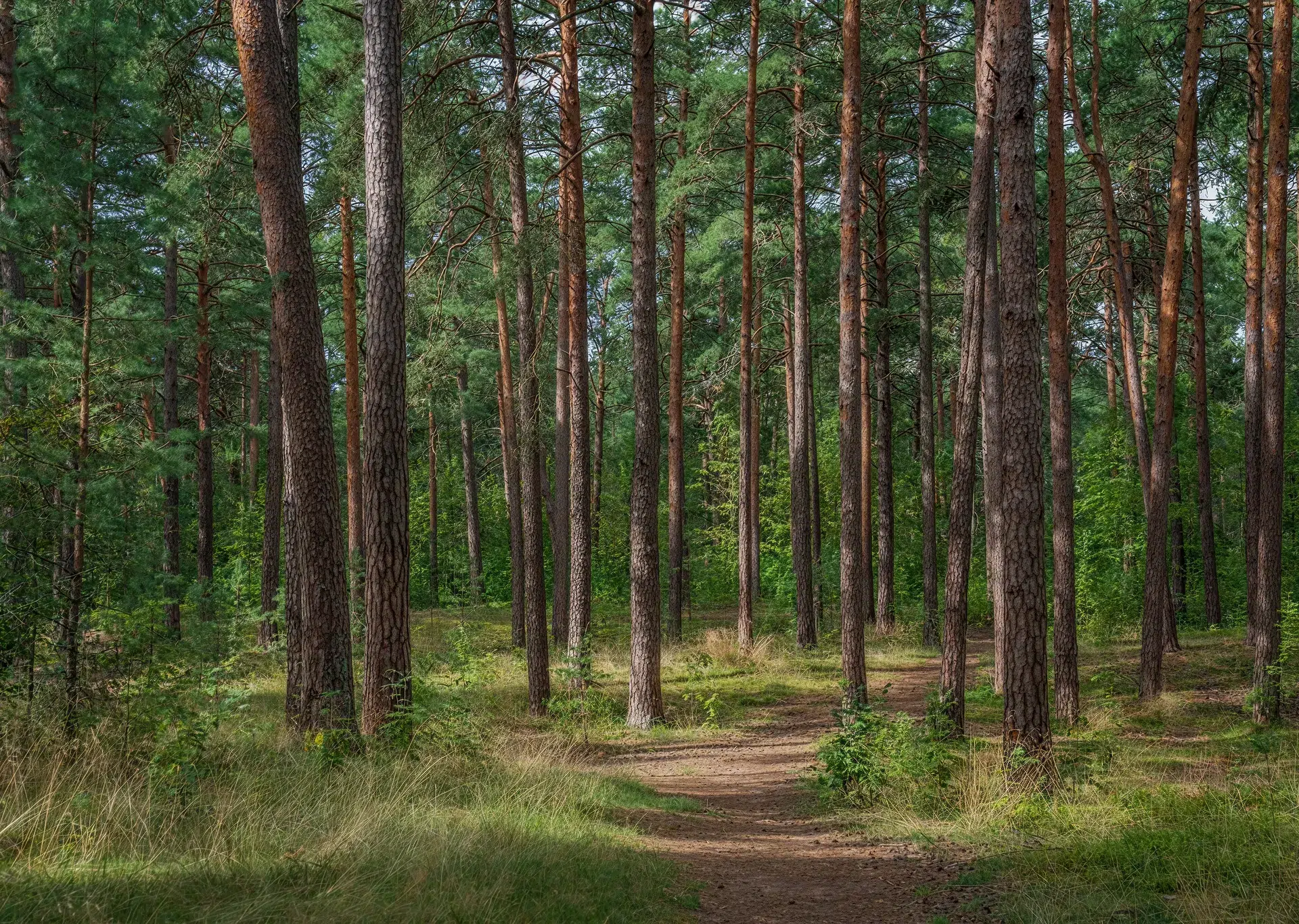 balade foret vendee