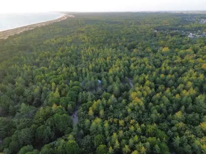 vue aerienne foret